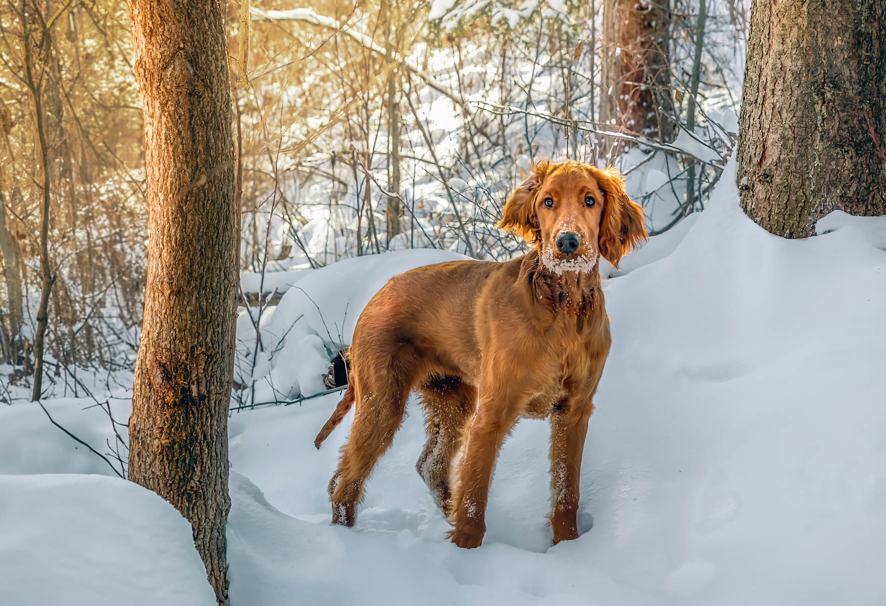 Hannah in the snow